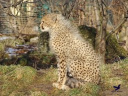 Tiergarten Schönbrunn am 27.01.2026